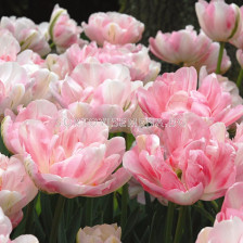 Лале /Tulip FINOLA/ 1 бр