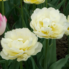 Лале /Tulip Verona/ 1 бр