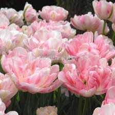 Лале /Tulip FINOLA/ 1 бр