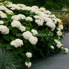 Хортензия бяла /Hydrangea Arborescens Annabelle / 1 бр фиданка			