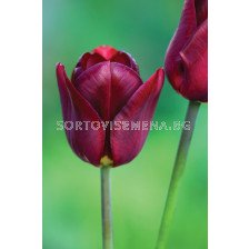 Лале /Tulip Jan Reus 11/12