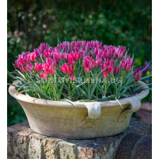 Лале /Tulip Little Beauty/ 6/7