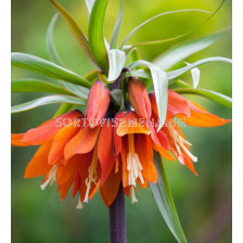 Фритилария /Fritillaria imperialis 'Orange Beauty''/ 1 бр