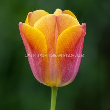 Лале /Tulip Orange Dynasty' 11/12