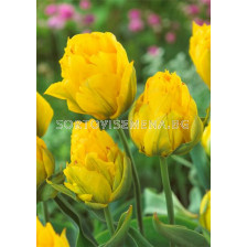 Лале /Tulip Tropical Wave/ 11/12