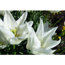 Лале Ballade White 1 бр