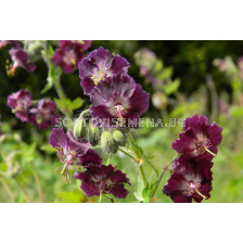 Здравец / Geranium phaeum / 1 бр