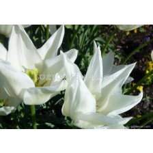 Лале Ballade White 1 бр