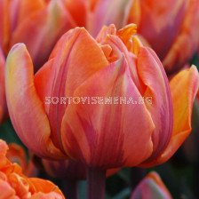 Лале /Tulip Orange Princess/ 11/12