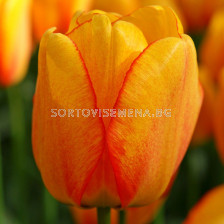 Лале /Tulip Blushing Apeldoorn/ 10/11