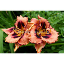 Хемерокалис /HEMEROCALLIS AWESOME BLOSSOM/ 1 бр