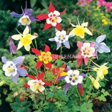 Аквилегия /Aquilegia Mckanna hybrids mix/ 1 оп- 3 бр