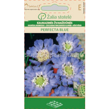 Семена Скабиоза / PINCUSHION FLOWER CAUCASIAN  / 'SK -1 оп