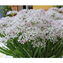 Декоративен лук Cameleon /- 1 бр