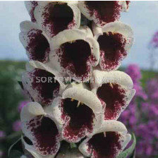 Напръстник -Digitalis Giant Spotted - 1 бр