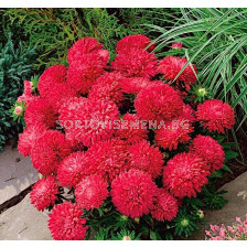 Астра / Callistephus chinensis dwarf Milady red/ LG - 1 оп