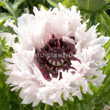 Мак-Papaver Miss Piggy-1 корен 			