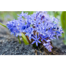 Синчец /Scilla Bifolia/ 1 бр
