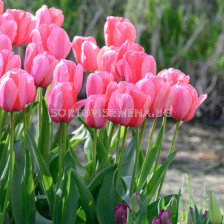 Лале /Tulip Pink Impression/ 10/11
