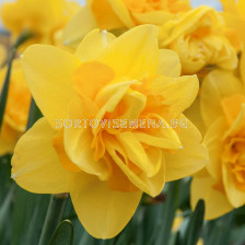 Нарцис/ DOUBLE NARCISSUS Queensday  - 1 бр.