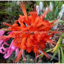 Нерине оранж /Nerine sarniensis 'Major'/ 1 бр