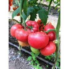 Сорт домати Димероса F1 - 500 сем