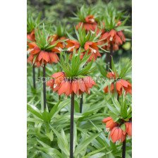 Фритилария / Fritillaria imperialis 'William Rex' / 1 бр