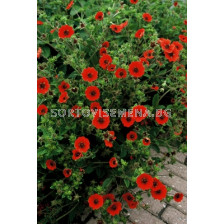 Очиболец / Potentilla Gibson's Scarlet / 1 бр