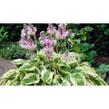 Хоста / Hosta Wide Brim / 1 корен 