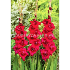 Гладиол (Gladiolus) Cayenne