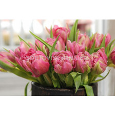 Лале /Tulips 'Double Price' / 1 бр