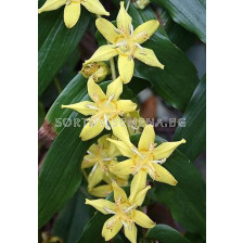 Орхидея - Трициртис / Tricyrtis Yellow / 1 бр