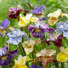 Ирис микс -  Iris Siberica Mixed - 4 бр.