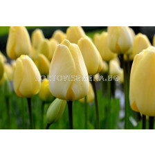 Лале IVORY FLORADALE