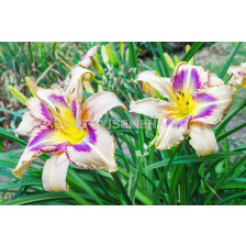 Хемерокалис Предназначен да вижда / Hemerocallis Destined to see / 1 бр