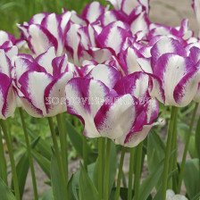 Лале /Tulip 'Affaire'/ 1 бр