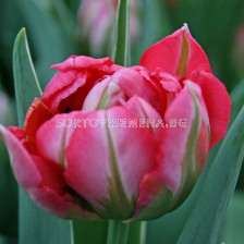 Лале Flash Point /Special edition/ 1 бр