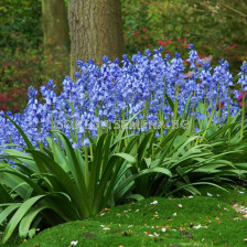 Лъжезюмбюл /Hyacinthoides Hispanica Blue/ 1 бр