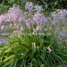 Лъжезюмбюл /Hyacinthoides Hispanica Pink/ 1 бр