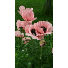 Мак / Papaver helen elisabeth / 1 бр