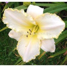 Хемерокалис / Hemerocallis Double Yellow / 1 бр