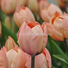 Лале /Tulip Salmon van Eijk/ 11/12