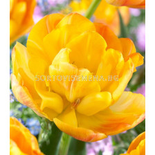 Лале /Tulip Granny Award/ 11/12