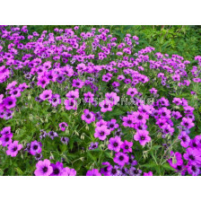Здравец / Geranium Patricia / 1 бр				