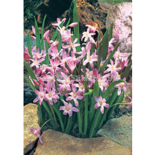 Хионодокса /Chionodoxa forbesii 'Pink Giant'/ 1 бр