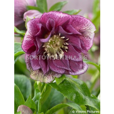 Кукуряк / Helleborus Double Ellen Red / 1 бр