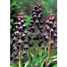 Фритилария /Fritillaria persica 'Adiyaman''/ 1 бр