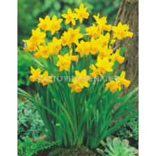 Нарцис /Narcissus cyclamineus Tête-à-Tête'/ 1 бр