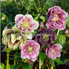 Кукуряк микс -  Helleborus Double Ellen Mixed - 3 бр.