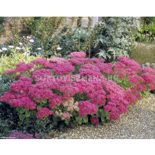 Седум /Sedum Spectabile Carmen/ 1 бр